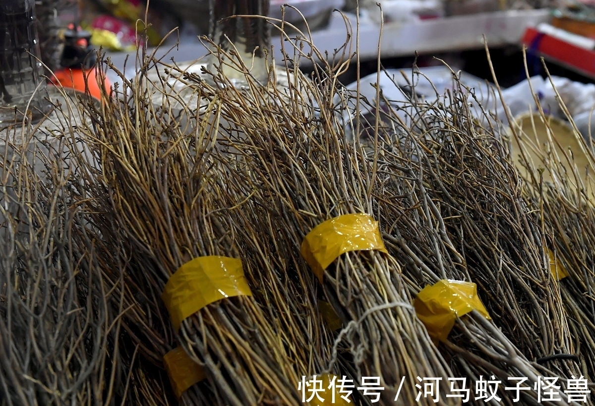 它属于国家二级保护植物,市场价却贱如柴火!生存现状让人忧