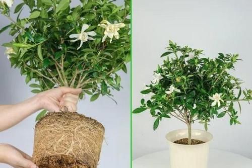 养花|养花换盆该做些什么?不懂就这么办,保植物远离危险!