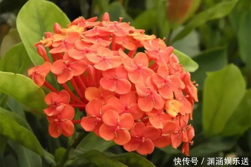  此花是寓意着要积极向前的花，就像是红色的绣球一样