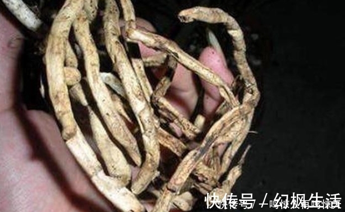 养兰花要会“看根”,看懂4个求救“信号”,长势旺,开花勤!