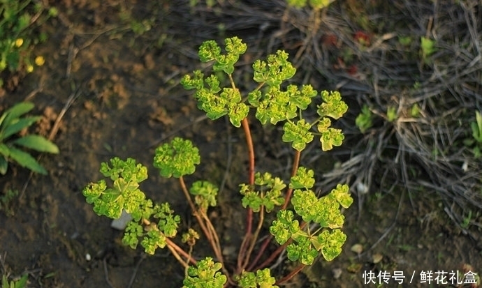 回家|提个醒：见到此野草，一定要拔回家，好处不请自来，作用非常大