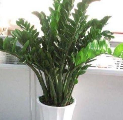 君子兰|有钱人都养3种花，净化空气，还能很好的旺运，财源广进
