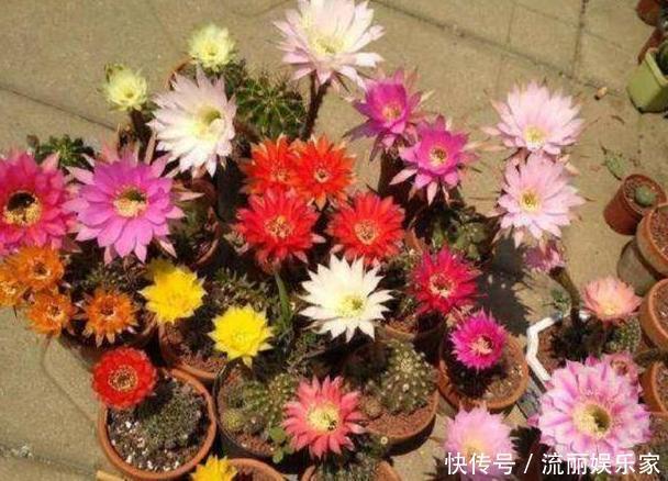 家里盆栽植物的要注意此4种进屋,既对健康不利又影响运气