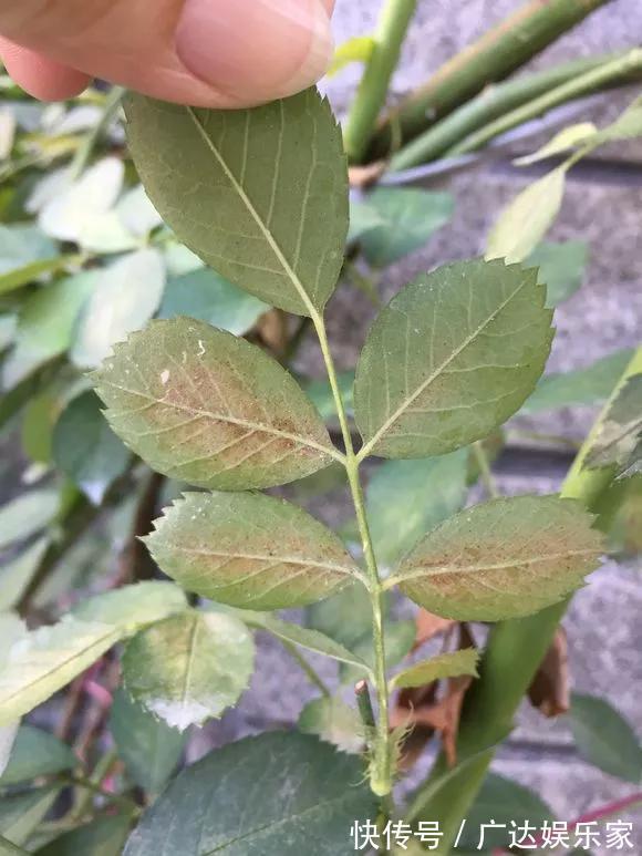 红蜘蛛|养花自制杀菌杀虫水，10天浇一勺，不生虫不得病，长得太旺！