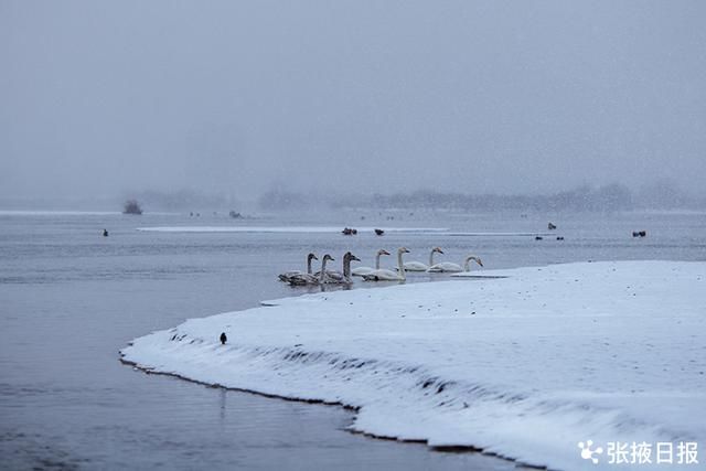 高台湿地|高台湿地大天鹅雪中浪漫起舞湖中游弋