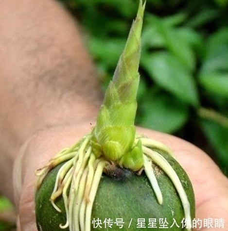 价钱|见过竹子开花么?这种竹子100年开花一次,果实价钱十分昂贵
