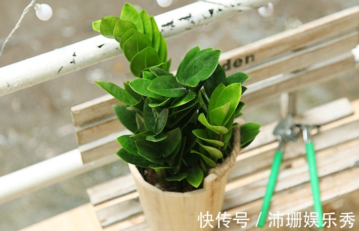 不知道金钱树有3怕2喜,只会越养越差,枝叶稀疏、不长新芽