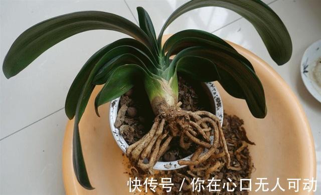 给君子兰换盆不做“3大改变”,就算每年换4回土也不顶用,快学下