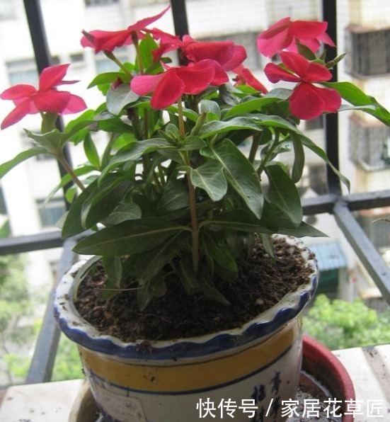 姬小菊|不招虫3种植物,放在家里又美又干净,心情也会变好,赶紧养1盆