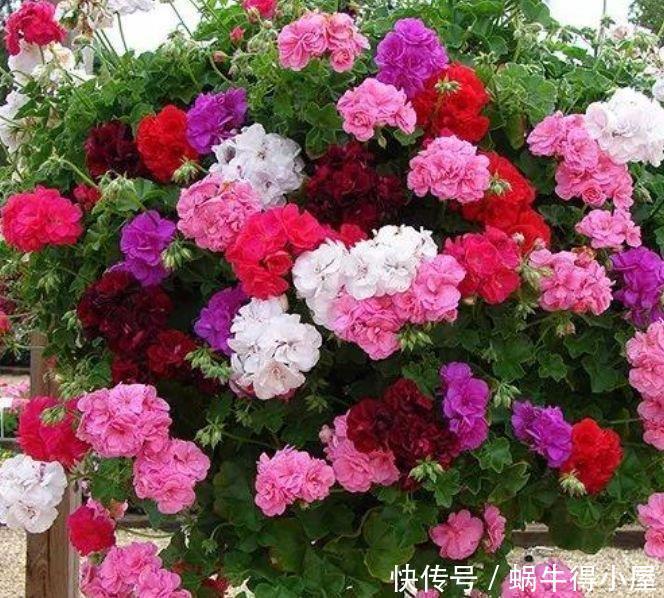 4种漂亮花,好打理,比牡丹还漂亮,开花硕大香味浓!