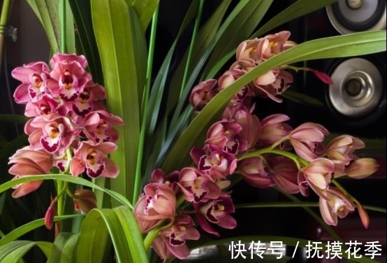 杨万里|农历十月十八小雪后,养什么花?家里养3种花,健康如意富贵安康