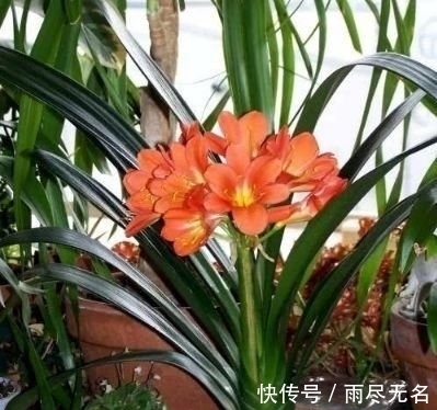 四种花常年开花易爆盆，被称为花卉界的劳模，谁见了都想养！