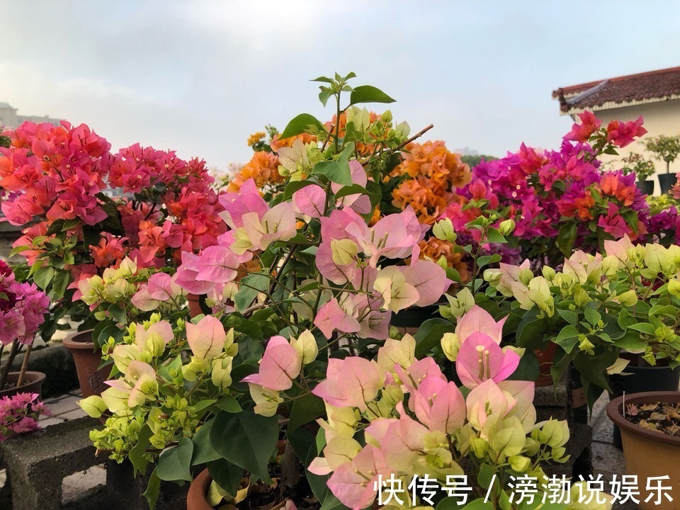 秋季|9月中旬，养三角梅，最后“一波”花期，扣水再回水，枝头都是花