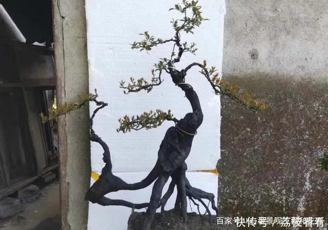 最有价值的6个树桩,做成盆景增值潜力大