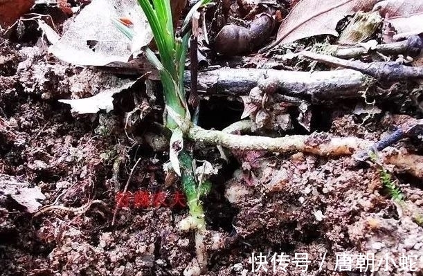 肥料|兰花生命力很强，决定能否种植成活的，并不是土壤与肥料