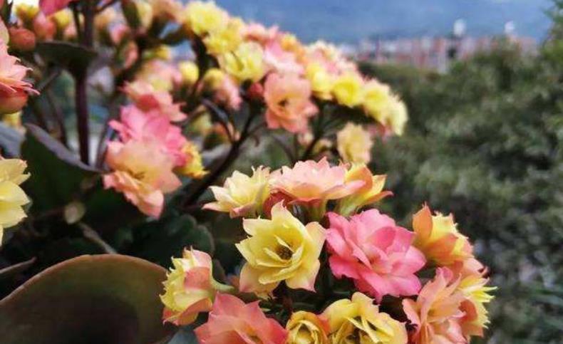 此花专为封闭阳台而生，花色艳丽惹人爱，多季节有花赏，值得拥有