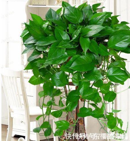 空气净化器|4种花美的出奇，不仅花好看，名字也好听，越养越喜欢