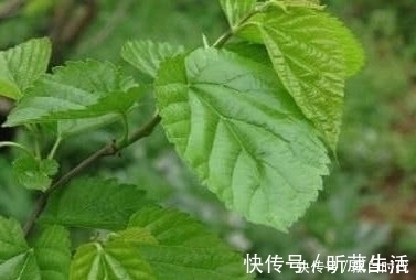 胆固醇|天然的“降脂食物”，每天吃一吃，告别高血脂，让血管一通到底