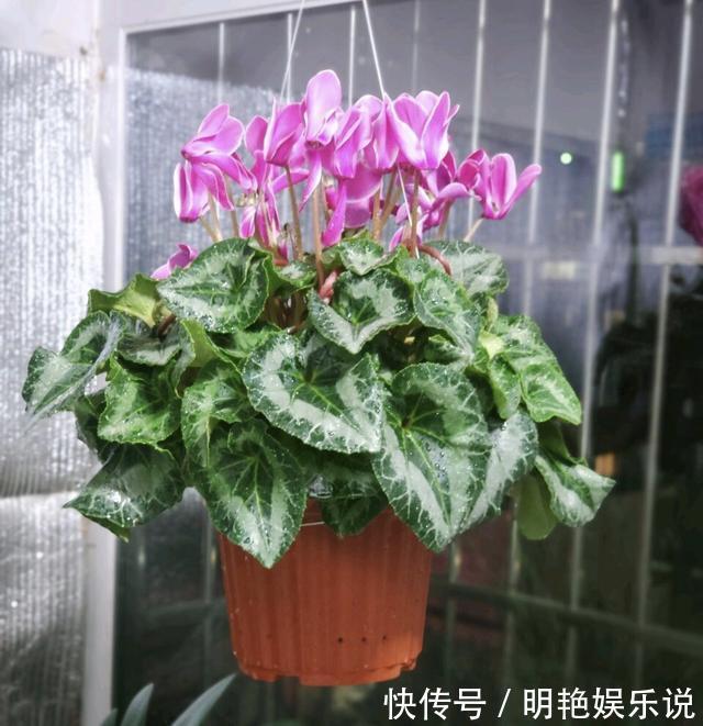 养护|4种花“高颜值”,花朵像“小仙女、红灯笼”,你家有几种?