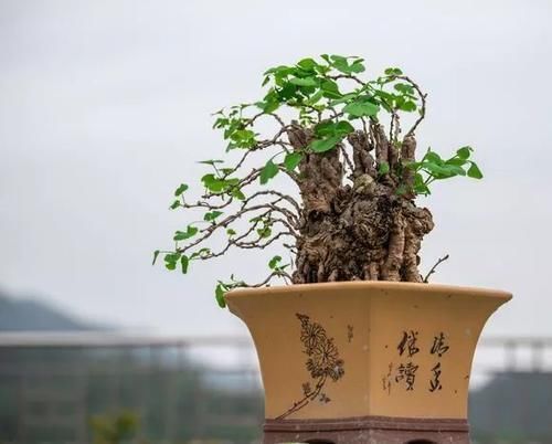 能养100年的花，养一盆成传家宝，越老越值钱！