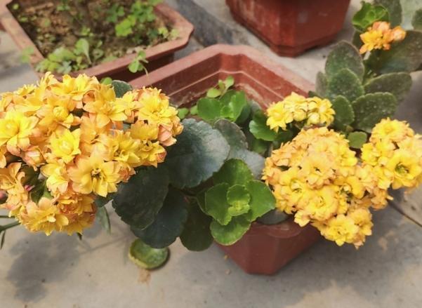 发育不良|修剪完长寿花该怎么善后做好这4项工作,一茬接一茬开花