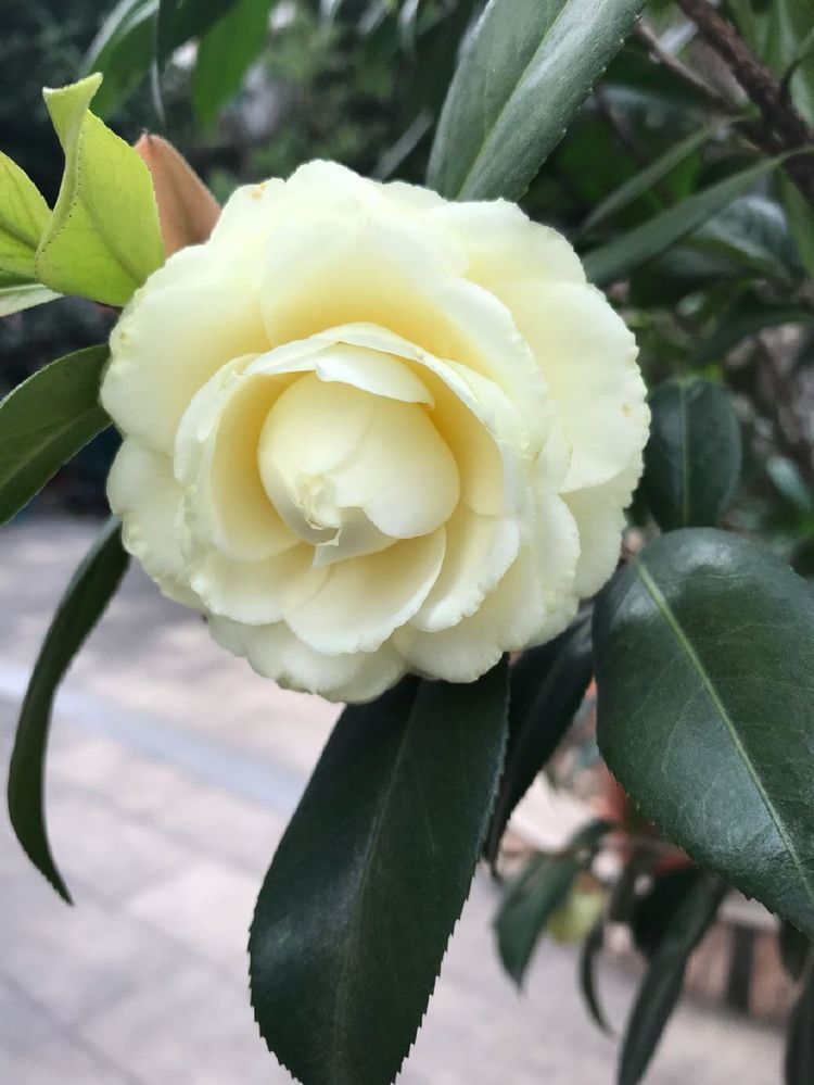 喜欢玫瑰，不妨试试“优良玫瑰”甜蜜马车，花开爆盆，多彩多姿