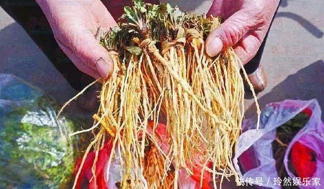 蒲公英玫瑰茶|蒲公英被誉为“天然的下火草”,用蒲公英泡水喝,记住五喝两不喝