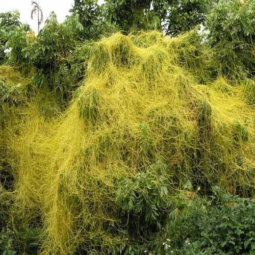 腰膝酸痛|菟丝子：田间地头的野草，大补肝肾、强健脾胃，治腰膝酸痛有奇效