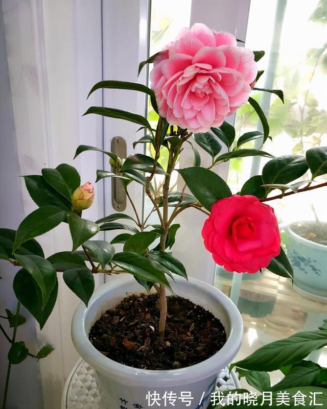 天冷就养“6种花”,越冷越爱开花,吉祥“喜庆”又高档