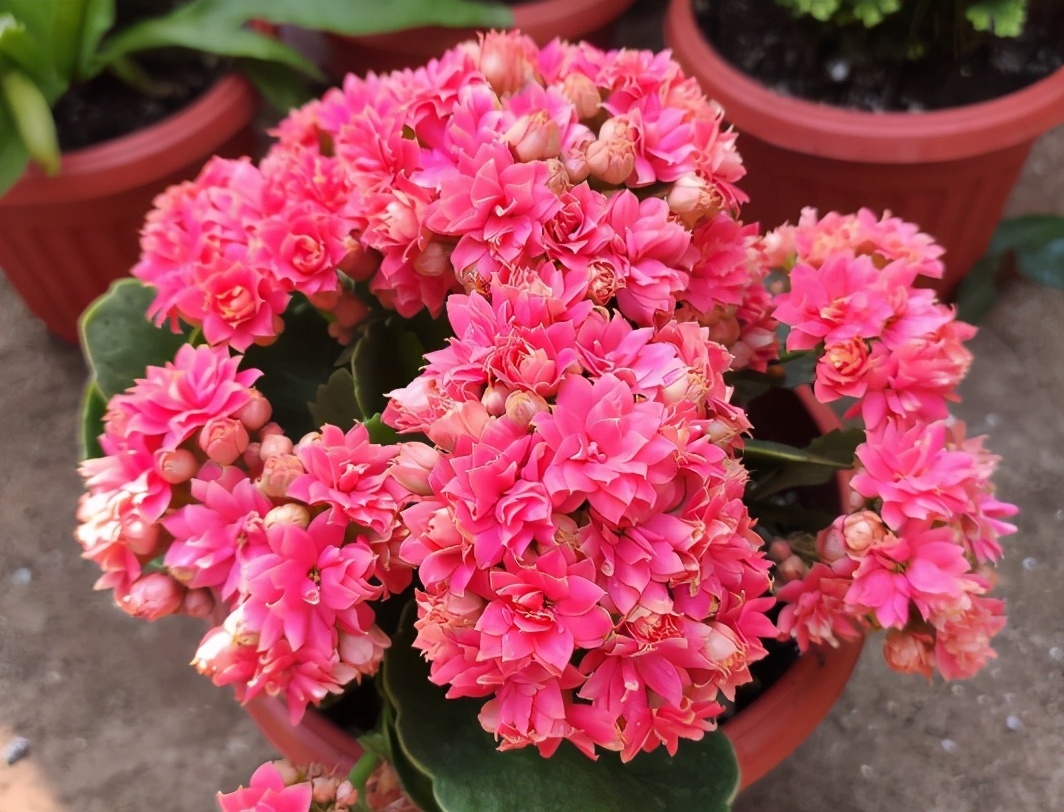 侧芽|长寿花有“三怕”,新手一定要避免,合理养护才能爆盆开花