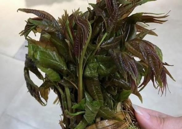 肾虚|肾脏不好的男人,身体差,几种食物经常吃,养护肾脏身体好!