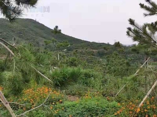 矿渣|网络媒体革命老区行武安九龙山：黑色渣山变绿色宝山