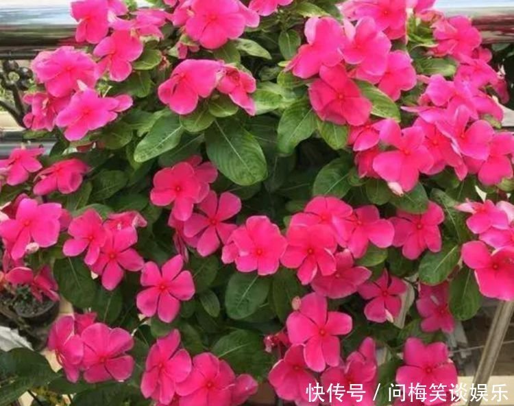 4种花堪称开花机器，好养又漂亮，给水就“疯长”，开花一簇簇