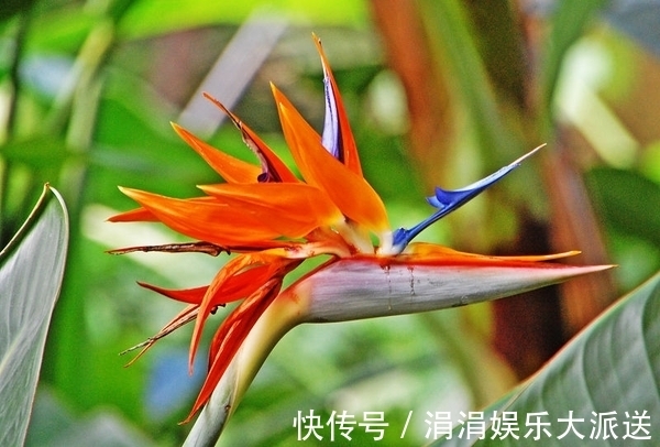 此花是飞往天堂的鸟儿,开出来的花朵就像是一只展翅的鸟