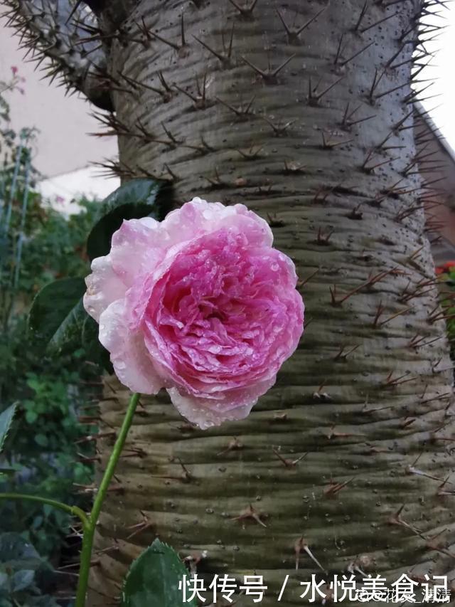 22种最漂亮的月季,一次能开300天,满屋飘香开花多