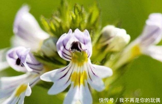 喜欢养花，不如养盆玛丽玫瑰，可媲美牡丹，是盆栽佳品