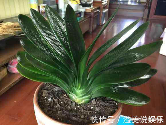 啤酒|君子兰用啤酒擦叶，要注意“一点”，叶更绿更亮，花更大更艳！