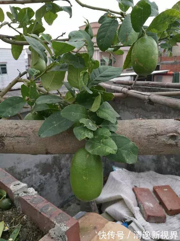 阳台种水果,行家都选4种,简单好养活,爱长果子,边摘边吃!