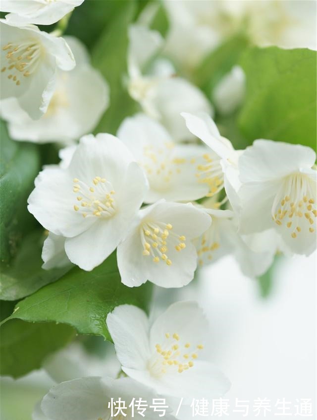 茉莉想多窜芽土里加“一料”,猛窜芽叶绿如绿,开出层叠群花!