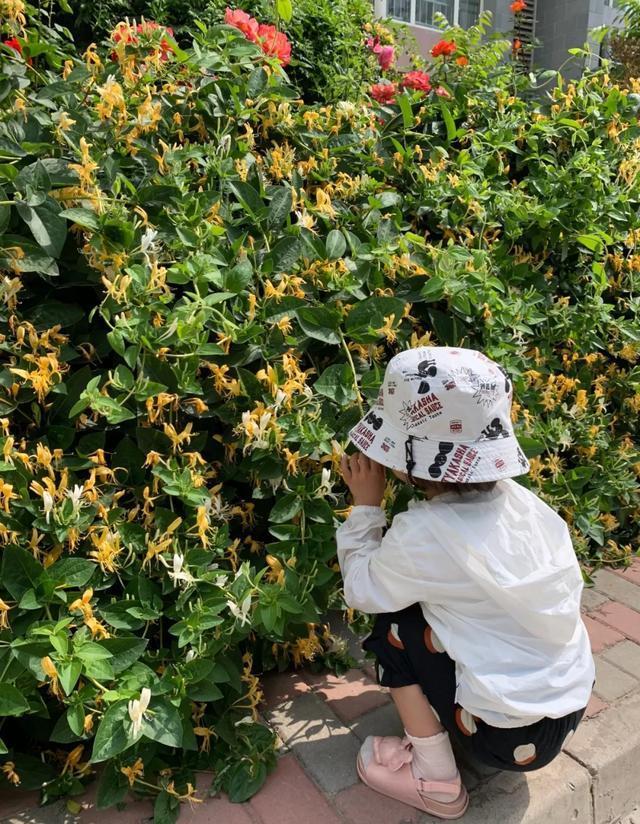 10种爬藤花,养了1种就停不下来!一开花就收不住,太好看了