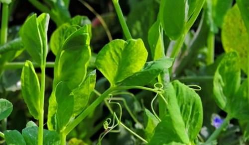 养颜|中年人预防衰老，好的食物轮换吃，排毒养颜，增强体质，气色好了