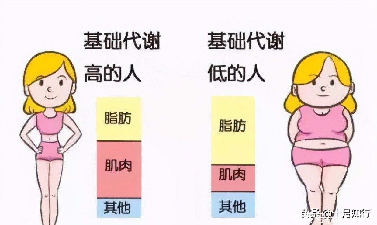 因素|减肥,都想着提高基础代谢,可是你知道哪些因素会影响基础代谢吗