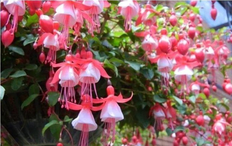 大户|4种花是“开花大户”,家里养两盆,四季有花赏,漂亮又好养