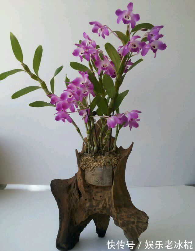 消毒|家庭养花:该怎么给土壤杀菌消毒?简易高效的手段有3种