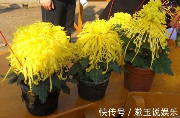 花卉|客厅养花，不如养几盆“金色的花”，既好看，又显得“高大上”