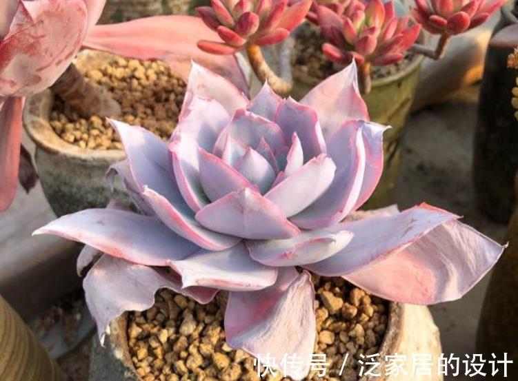 秋天|秋天养多肉,蚧壳虫来袭怎么办?3种土方法,害虫一个都逃不了