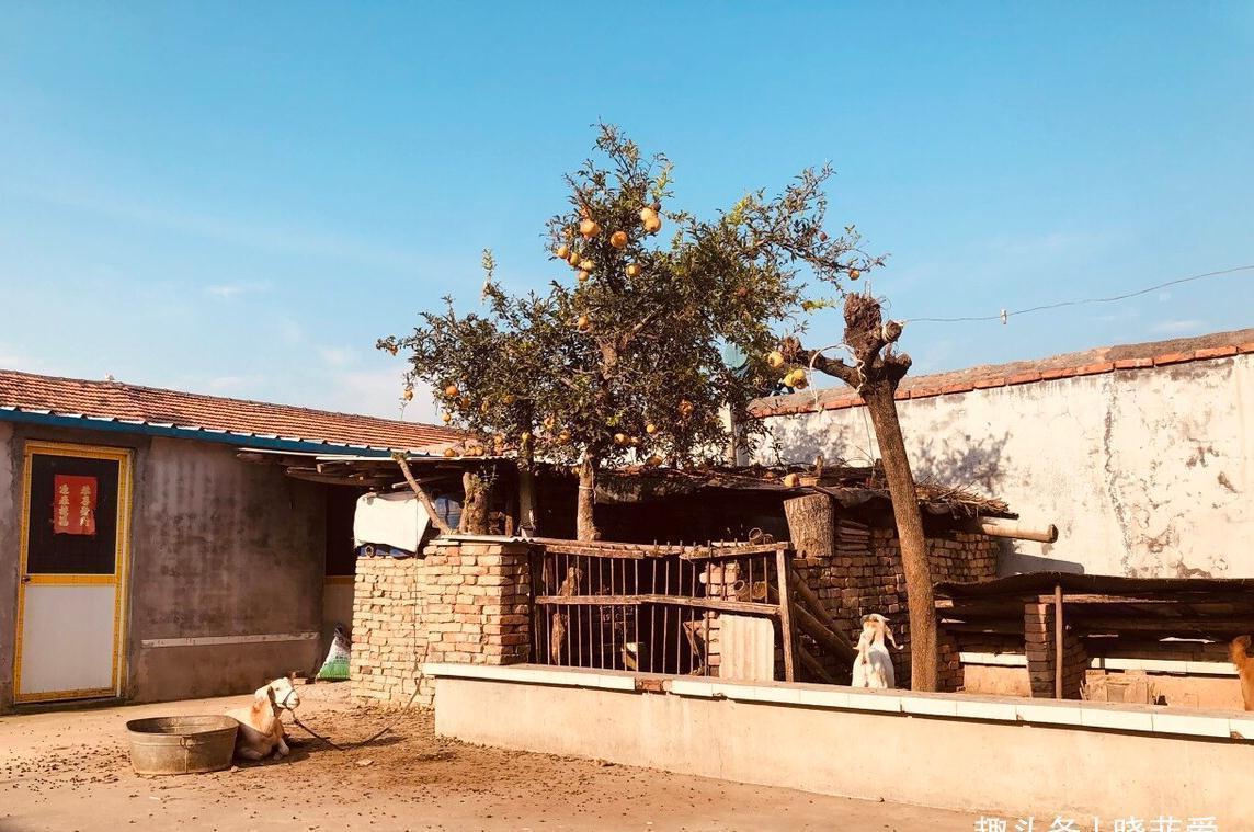 佛手|院子里适合种7种“镇宅树”,随便种一棵,“旺财添福”更旺家