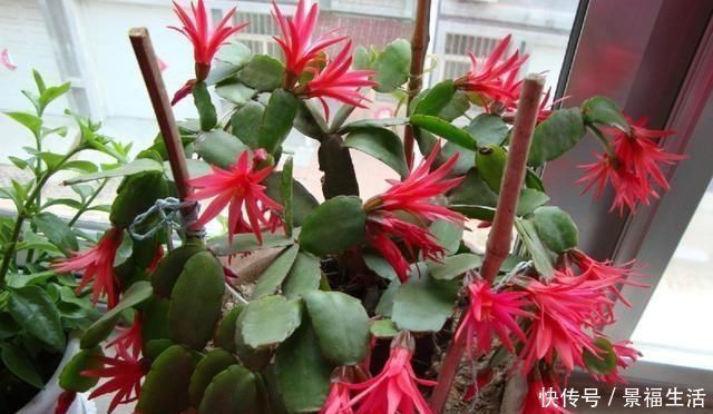 浇水|给蟹爪兰浇水,没抓住“关键点”,蟹爪兰养不好,浇了也“白浇”