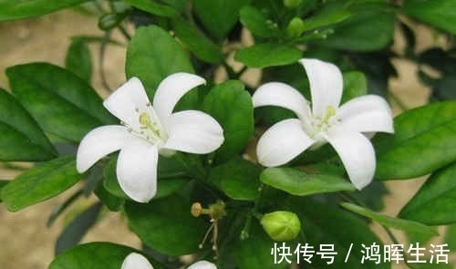 卤肉|乡下一种野草，叶子嚼一嚼能治牙疼，晒干了能卤肉，还能当做盆栽