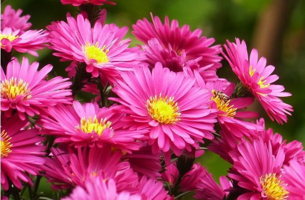 喜欢牡丹,不如养盆“珍稀品种”香云,花朵鲜红,饱满浓艳!